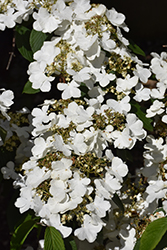 Igloo Doublefile Viburnum (Viburnum plicatum 'Igloo') at Stonegate Gardens