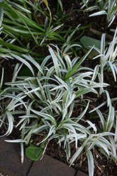 Silver Dragon Lily Turf (Liriope spicata 'Gin Ryu') at Stonegate Gardens