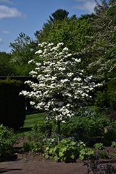 Saturn Flowering Dogwood (Cornus 'Saturn') at Stonegate Gardens