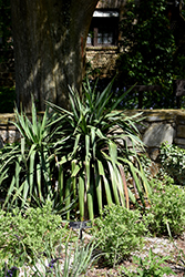 Curve-leaf Yucca (Yucca recurvifolia) at Stonegate Gardens