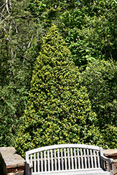 Satyr Hill American Holly (Ilex opaca 'Satyr Hill') at Stonegate Gardens