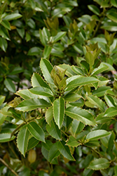 Chestnut Leaf Holly (Ilex x koehneana) at Stonegate Gardens