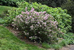 Fairytale Tinkerbelle Lilac (Syringa 'Bailbelle') at A Very Successful Garden Center