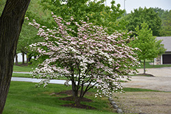 Stellar Pink Flowering Dogwood (Cornus 'Stellar Pink') at Stonegate Gardens