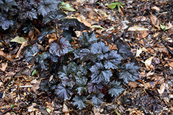 Blackout Coral Bells (Heuchera 'Blackout') at Lakeshore Garden Centres
