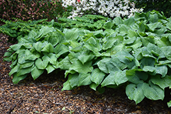 Guacamole Hosta (Hosta 'Guacamole') at Lakeshore Garden Centres