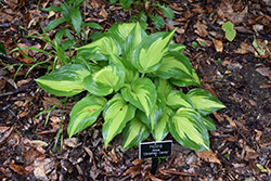 Christmas Candy Hosta (Hosta 'Christmas Candy') at Lakeshore Garden Centres