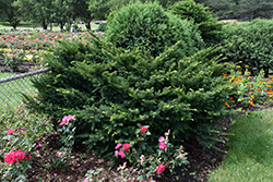 Morden Japanese Yew (Taxus cuspidata 'Morden') at Lakeshore Garden Centres