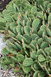 Prickly Pear Cactus (Opuntia humifusa) at Stonegate Gardens
