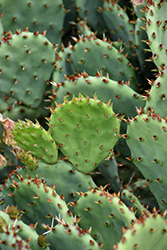 Prickly Pear Cactus (Opuntia humifusa) at Lakeshore Garden Centres