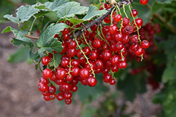 Red Currant (Ribes rubrum) at Stonegate Gardens