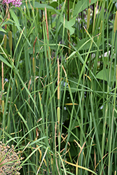 Miniature Cattail (Typha minima) at A Very Successful Garden Center