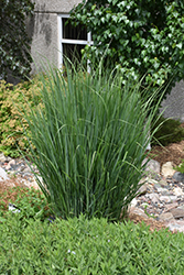 Northwind Switch Grass (Panicum virgatum 'Northwind') at Lakeshore Garden Centres