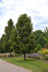 Boulevard Linden (Tilia americana 'Boulevard') at Lakeshore Garden Centres