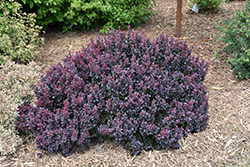 Concorde Japanese Barberry (Berberis thunbergii 'Concorde') at Lakeshore Garden Centres