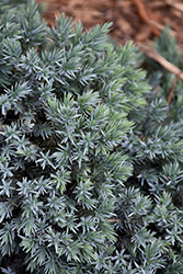 Blue Star Juniper (Juniperus squamata 'Blue Star') at Stonegate Gardens