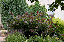 Purpleleaf Bailey Select American Hazelnut (Corylus americana 'Purpleleaf Bailey Select') at Stonegate Gardens