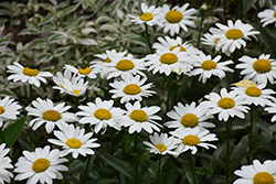Snowbound Shasta Daisy (Leucanthemum x superbum 'Snowbound') at Stonegate Gardens