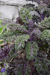 Redbor Kale (Brassica oleracea var. acephala 'Redbor') at Stonegate Gardens