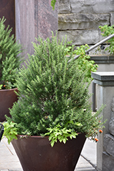 Tuscan Blue Rosemary (Rosmarinus officinalis 'Tuscan Blue') at Lakeshore Garden Centres