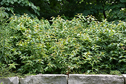 Bush Honeysuckle (Diervilla lonicera) at Stonegate Gardens