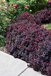 Concorde Japanese Barberry (Berberis thunbergii 'Concorde') at Lakeshore Garden Centres
