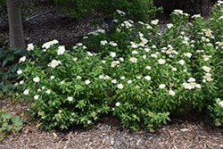 Japanese White Spirea (Spiraea albiflora) at Stonegate Gardens