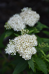 Japanese White Spirea (Spiraea albiflora) at Stonegate Gardens