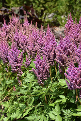 Visions Astilbe (Astilbe chinensis 'Visions') at Lakeshore Garden Centres