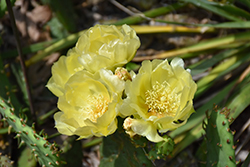 Prickly Pear Cactus (Opuntia humifusa) at Stonegate Gardens