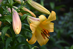 Saltarello Lily (Lilium 'Saltarello') at Stonegate Gardens