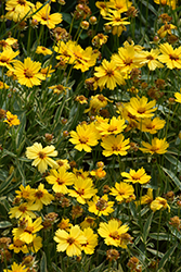 Tequila Sunrise Tickseed (Coreopsis 'Tequila Sunrise') at Lakeshore Garden Centres