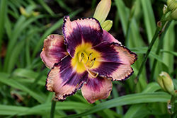 Rock Solid Daylily (Hemerocallis 'Rock Solid') at Stonegate Gardens