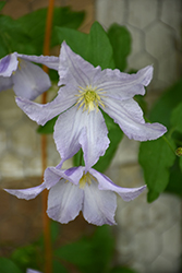Blekitny Aniol Clematis (Clematis 'Blekitny Aniol') at Stonegate Gardens