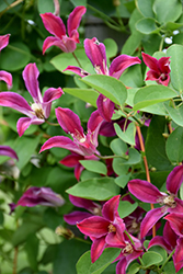 Sir Trevor Lawrence Clematis (Clematis texensis 'Sir Trevor Lawrence') at Stonegate Gardens