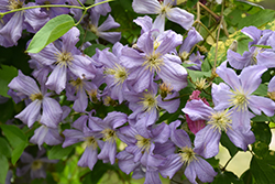 Prince Charles Clematis (Clematis 'Prince Charles') at Stonegate Gardens