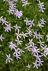 Starshine Blue Laurentia (Isotoma axillaris 'Starshine Blue') at Lakeshore Garden Centres