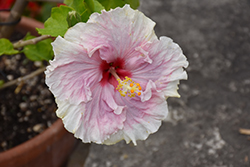 C'est Bon Cajun Hibiscus (Hibiscus rosa-sinensis 'C'est Bon') at Stonegate Gardens