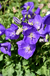 Pearl Deep Blue Bellflower (Campanula carpatica 'Pearl Deep Blue') at Stonegate Gardens