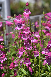 Red Rocks Beard Tongue (Penstemon x mexicali 'Red Rocks') at Lakeshore Garden Centres