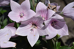 Astra Pink Balloon Flower (Platycodon grandiflorus 'Astra Pink') at Lakeshore Garden Centres