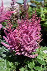 Little Vision In Pink Chinese Astilbe (Astilbe chinensis 'Little Vision In Pink') at Stonegate Gardens