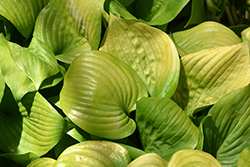 Limetini Hosta (Hosta 'Limetini') at Lakeshore Garden Centres