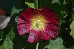 Halo Red Hollyhock (Alcea rosea 'Halo Red') at Stonegate Gardens