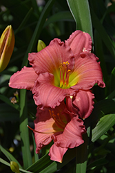 Passionate Returns Daylily (Hemerocallis 'Passionate Returns') at Lakeshore Garden Centres