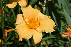 Happy Ever Appster Apricot Sparkles Daylily (Hemerocallis 'Apricot Sparkles') at Lakeshore Garden Centres