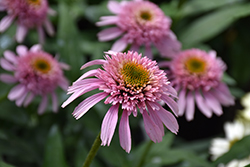 Cone-fections Pink Sorbet Coneflower (Echinacea 'Pink Sorbet') at Stonegate Gardens
