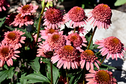 Supreme Flamingo Coneflower (Echinacea 'Supreme Flamingo') at Lakeshore Garden Centres