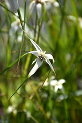White Star Sedge (Dichromena colorata) at Stonegate Gardens