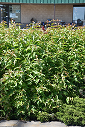 Butterfly Southern Bush Honeysuckle (Diervilla sessilifolia 'Butterfly') at Lakeshore Garden Centres